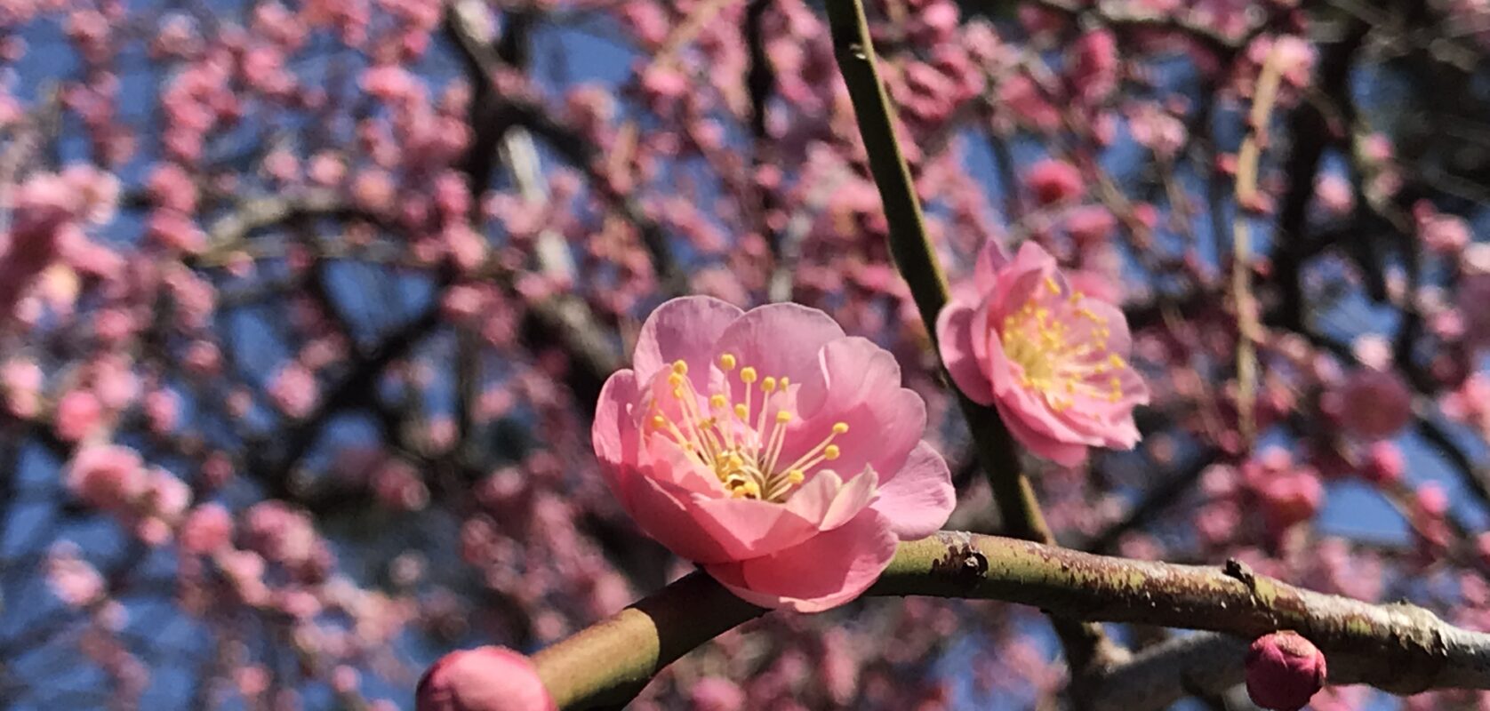 『ただ春を待つ』