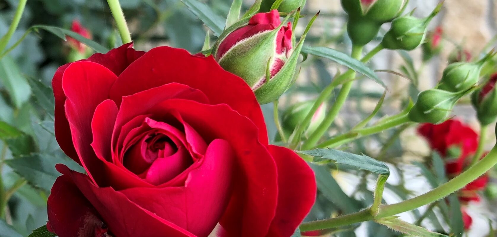 今年も芽吹く色鮮やかな花々たち