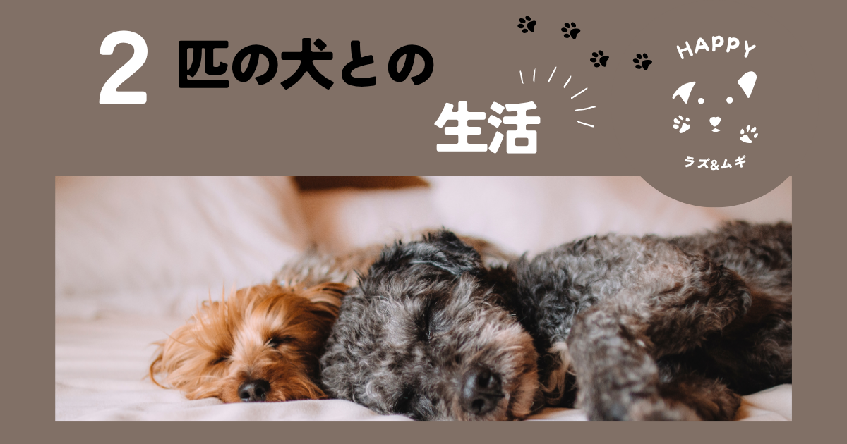 マルプーとダックスフントの期間限定生活